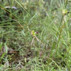 Caladenia atrovespa (Green-comb Spider Orchid) at Mount Jerrabomberra - 3 Nov 2021 by Rebeccajgee