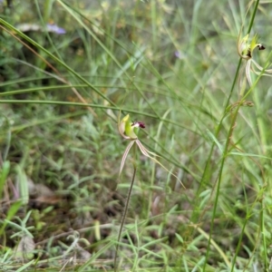 Caladenia atrovespa at Jerrabomberra, NSW - suppressed