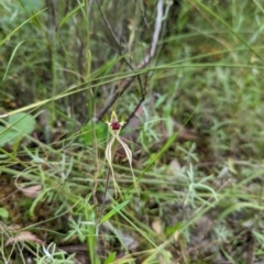 Caladenia atrovespa at Jerrabomberra, NSW - suppressed