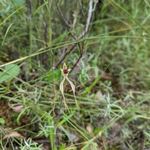 Caladenia atrovespa at Jerrabomberra, NSW - 3 Nov 2021