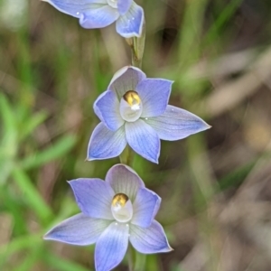 Thelymitra sp. at Jerrabomberra, NSW - 3 Nov 2021