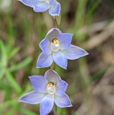 Thelymitra (Genus) (Sun Orchid) at Jerrabomberra, NSW - 3 Nov 2021 by Rebeccajgee