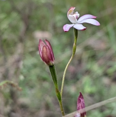 Caladenia moschata (Musky Caps) at Mount Jerrabomberra QP - 3 Nov 2021 by Rebeccajgee