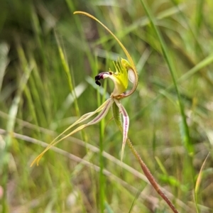 Caladenia atrovespa at Jerrabomberra, NSW - suppressed