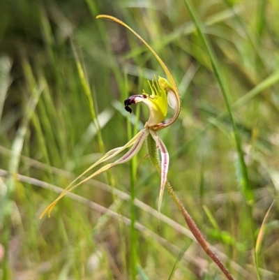 Caladenia atrovespa (Green-comb Spider Orchid) at Mount Jerrabomberra - 3 Nov 2021 by Rebeccajgee