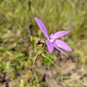 Caladenia atrovespa at Jerrabomberra, NSW - suppressed