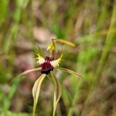 Caladenia atrovespa at Jerrabomberra, NSW - suppressed