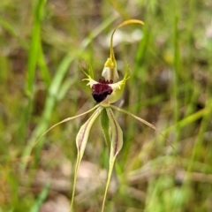 Caladenia atrovespa at Jerrabomberra, NSW - suppressed