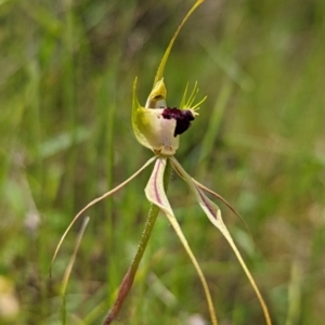 Caladenia atrovespa at Jerrabomberra, NSW - suppressed