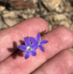 Wahlenbergia luteola at Bungonia, NSW - 31 Oct 2021