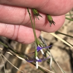 Wahlenbergia luteola at Bungonia, NSW - 31 Oct 2021