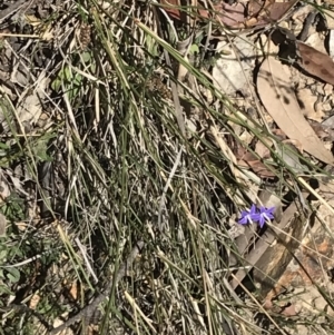 Wahlenbergia luteola at Bungonia, NSW - 31 Oct 2021