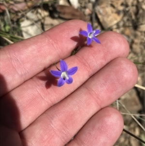 Wahlenbergia luteola at Bungonia, NSW - 31 Oct 2021