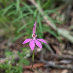 Caladenia carnea (Pink Fingers) at Jerrabomberra, NSW - 3 Nov 2021 by Rebeccajgee