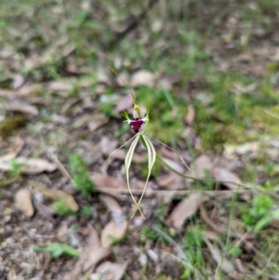 Caladenia atrovespa (Green-comb Spider Orchid) at Jerrabomberra, NSW - 3 Nov 2021 by Rebeccajgee