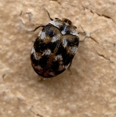 Anthrenus verbasci (Varied or Variegated Carpet Beetle) at Jerrabomberra, NSW - 3 Nov 2021 by Steve_Bok