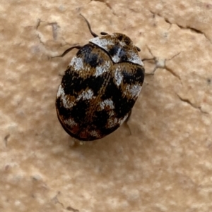 Anthrenus verbasci at Jerrabomberra, NSW - suppressed