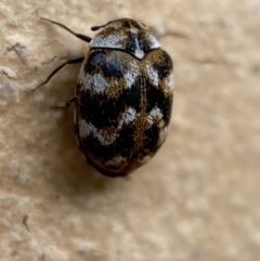 Anthrenus verbasci at Jerrabomberra, NSW - suppressed