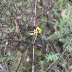 Caladenia atrovespa (Green-comb Spider Orchid) at Mount Jerrabomberra - 3 Nov 2021 by Rebeccajgee