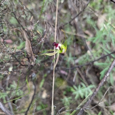 Caladenia atrovespa (Green-comb Spider Orchid) at Mount Jerrabomberra QP - 3 Nov 2021 by Rebeccajgee