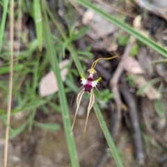 Caladenia atrovespa at Jerrabomberra, NSW - 3 Nov 2021