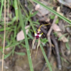 Caladenia atrovespa at Jerrabomberra, NSW - 3 Nov 2021