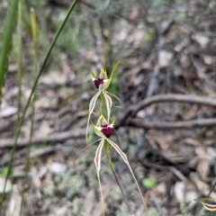 Caladenia atrovespa at Jerrabomberra, NSW - 3 Nov 2021