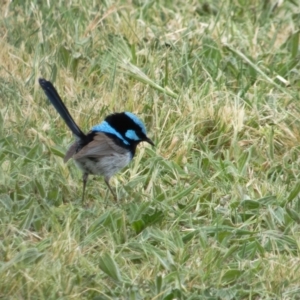 Malurus cyaneus at Lyneham, ACT - 3 Nov 2021