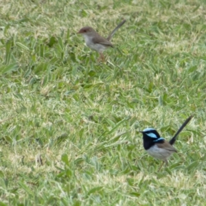 Malurus cyaneus at Lyneham, ACT - 3 Nov 2021