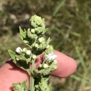 Teucrium corymbosum at Bungonia, NSW - 31 Oct 2021