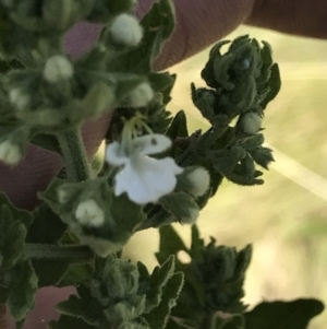 Teucrium corymbosum at Bungonia, NSW - 31 Oct 2021