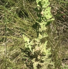 Teucrium corymbosum at Bungonia, NSW - 31 Oct 2021