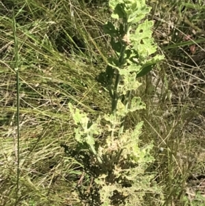 Teucrium corymbosum at Bungonia, NSW - 31 Oct 2021