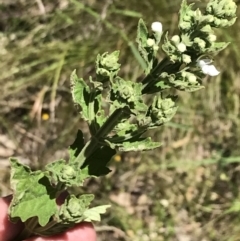 Teucrium corymbosum at Bungonia, NSW - 31 Oct 2021