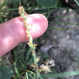 Plantago debilis at Bungonia, NSW - 31 Oct 2021