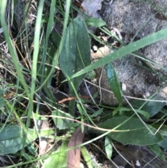 Plantago debilis at Bungonia, NSW - 31 Oct 2021 12:26 PM