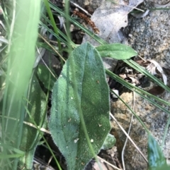 Plantago debilis at Bungonia, NSW - 31 Oct 2021