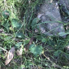 Plantago debilis at Bungonia, NSW - 31 Oct 2021