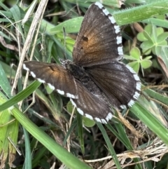 Lucia limbaria (Chequered Copper) at Murrumbateman, NSW - 3 Nov 2021 by SimoneC