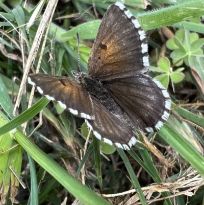 Lucia limbaria (Chequered Copper) at Murrumbateman, NSW - 3 Nov 2021 by SimoneC