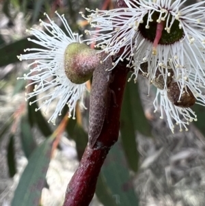 Ledrinae (subfamily) at Murrumbateman, NSW - 2 Nov 2021 12:50 PM