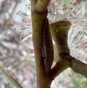 Ledrinae (subfamily) at Murrumbateman, NSW - 2 Nov 2021 12:50 PM