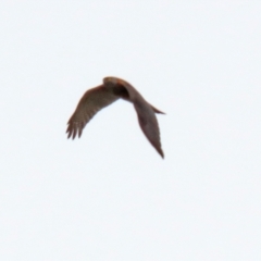Accipiter cirrocephalus (Collared Sparrowhawk) at Monash, ACT - 3 Nov 2021 by RodDeb