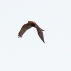 Accipiter cirrocephalus (Collared Sparrowhawk) at Tuggeranong Creek to Monash Grassland - 3 Nov 2021 by RodDeb