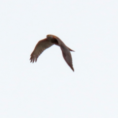 Accipiter cirrocephalus (Collared Sparrowhawk) at Tuggeranong Creek to Monash Grassland - 3 Nov 2021 by RodDeb
