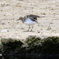 Actitis hypoleucos at Monash, ACT - 3 Nov 2021 12:25 PM