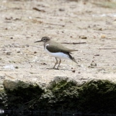 Actitis hypoleucos at Monash, ACT - 3 Nov 2021 12:25 PM