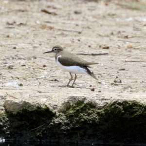 Actitis hypoleucos at Monash, ACT - 3 Nov 2021