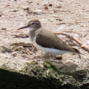 Actitis hypoleucos at Monash, ACT - 3 Nov 2021