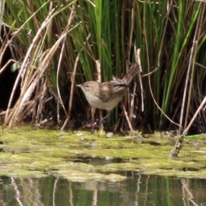 Poodytes gramineus at Monash, ACT - 3 Nov 2021